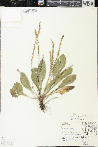 Plantago rugelii image