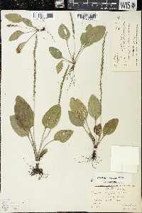 Plantago rugelii image