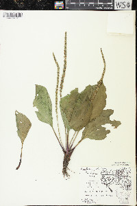 Plantago rugelii image