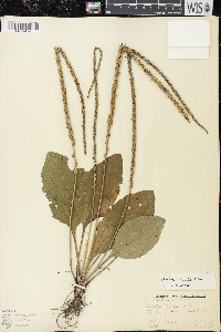 Plantago rugelii image