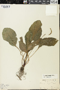 Plantago rugelii image