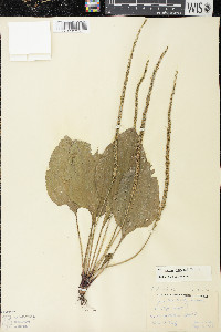 Plantago rugelii image