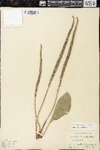 Plantago rugelii image