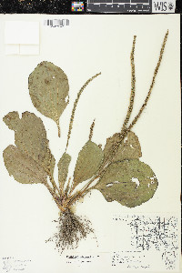 Plantago rugelii image