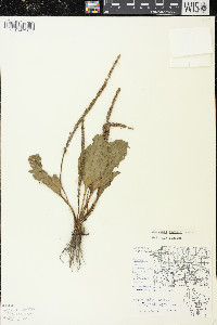 Plantago rugelii image