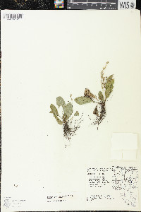 Plantago rugelii image