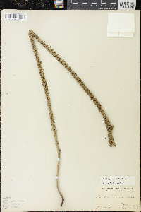 Plantago rugelii image