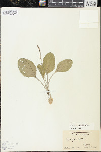 Plantago rugelii image