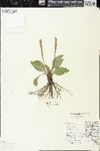 Plantago rugelii image