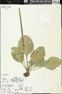 Plantago rugelii image
