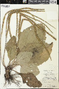 Plantago rugelii image