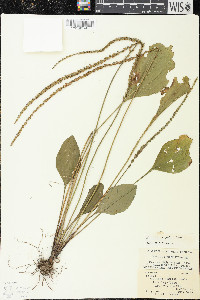 Plantago rugelii image