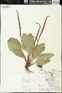 Plantago rugelii image