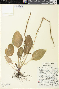 Plantago rugelii image