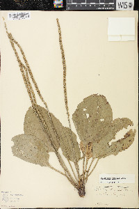 Plantago rugelii image