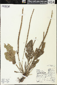 Plantago rugelii image