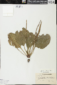 Plantago rugelii image