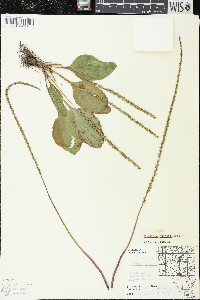 Plantago rugelii image