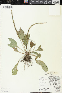 Plantago rugelii image