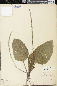 Plantago rugelii image