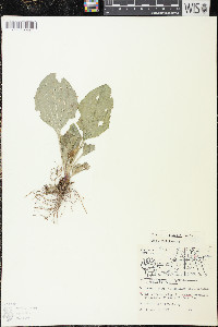 Plantago rugelii image