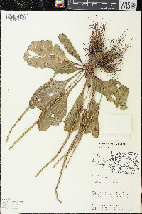 Plantago rugelii image