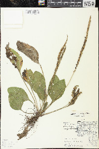 Plantago rugelii image