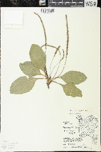 Plantago rugelii image