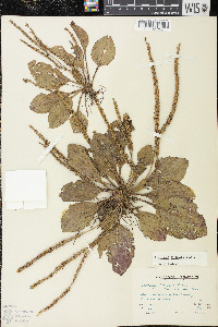 Plantago rugelii image