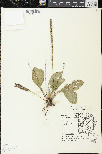 Plantago rugelii image