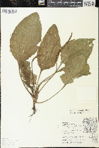 Plantago rugelii image