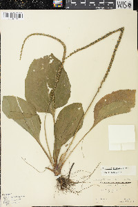 Plantago rugelii image