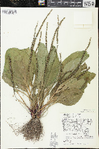 Plantago rugelii image