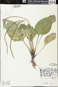 Plantago rugelii image