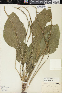 Plantago rugelii image