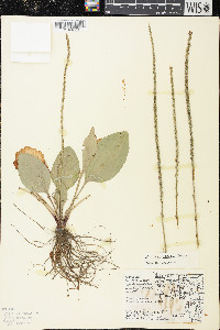 Plantago rugelii image