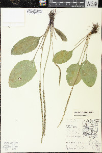 Plantago rugelii image