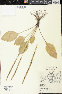 Plantago rugelii image