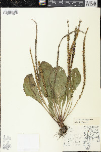 Plantago rugelii image
