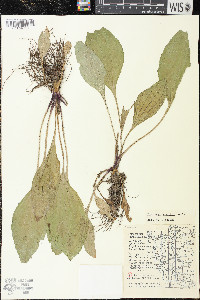 Plantago rugelii image