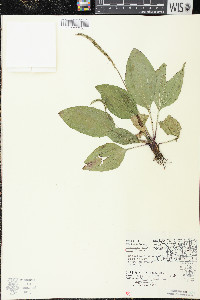 Plantago rugelii image