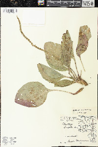 Plantago rugelii image