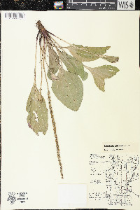 Plantago rugelii image