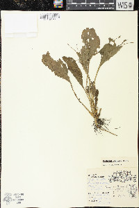 Plantago rugelii image