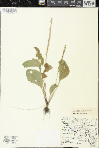 Plantago rugelii image