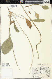 Plantago rugelii image