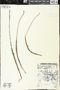 Plantago rugelii image