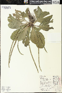 Plantago rugelii image