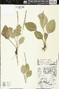 Plantago rugelii image