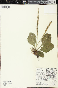 Plantago rugelii image